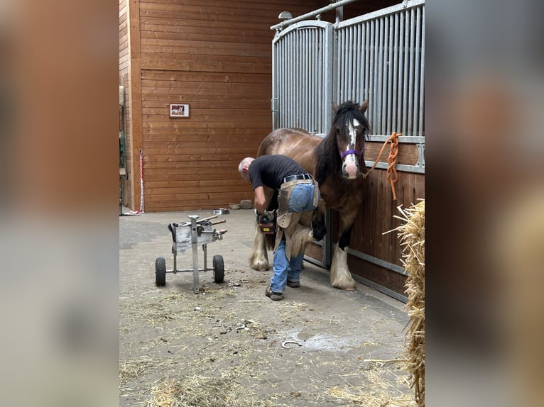 Tinker Wallach 3 Jahre 130 cm Tobiano-alle-Farben in Achstetten