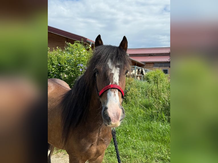 Tinker Wallach 3 Jahre 130 cm Tobiano-alle-Farben in Achstetten