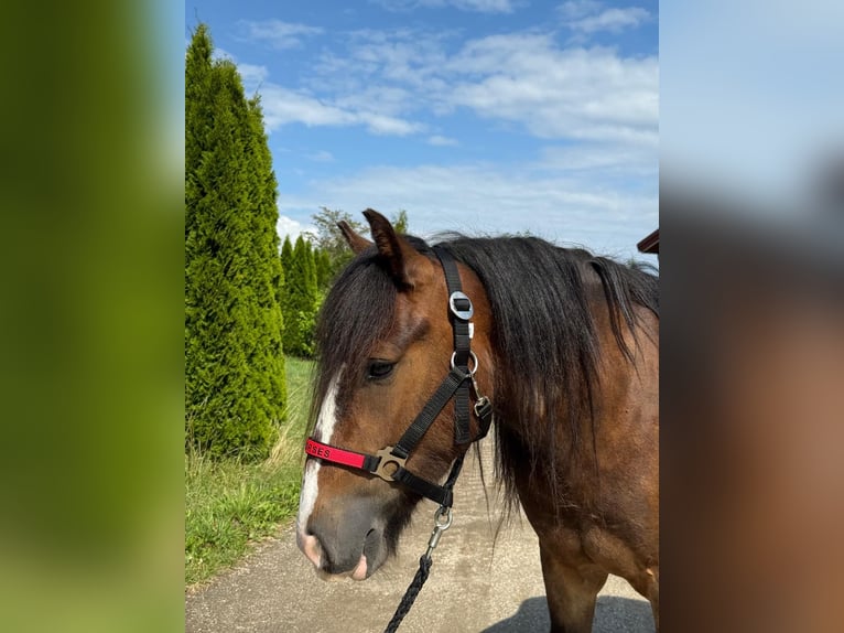Tinker Wallach 3 Jahre 130 cm Tobiano-alle-Farben in Achstetten