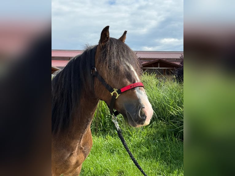 Tinker Wallach 3 Jahre 130 cm Tobiano-alle-Farben in Achstetten