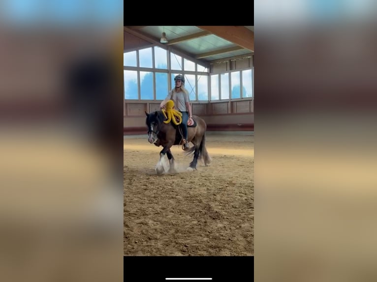 Tinker Wallach 3 Jahre 130 cm Tobiano-alle-Farben in Achstetten