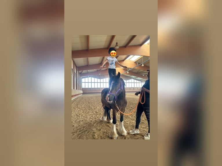 Tinker Wallach 3 Jahre 130 cm Tobiano-alle-Farben in Achstetten
