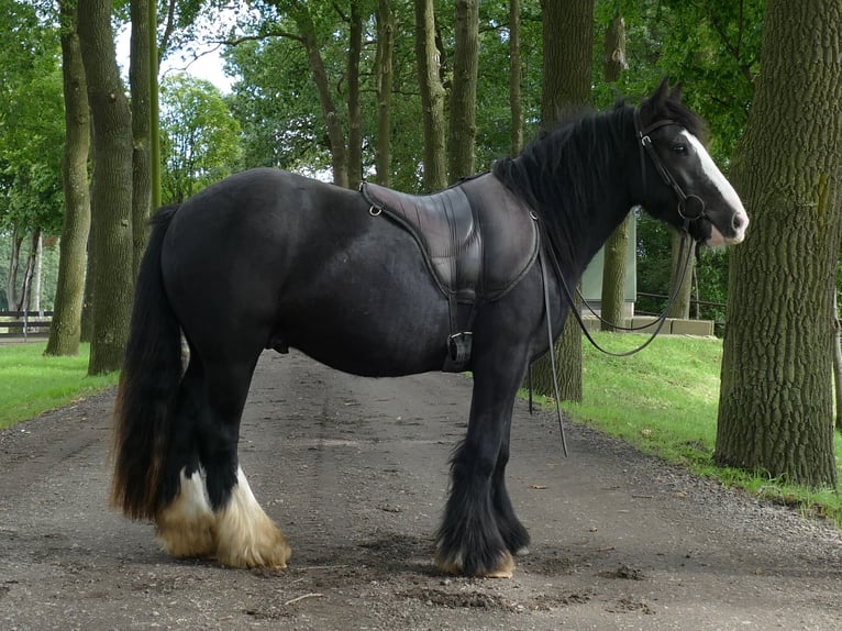 Tinker Wallach 3 Jahre 135 cm Rappe in Lathen