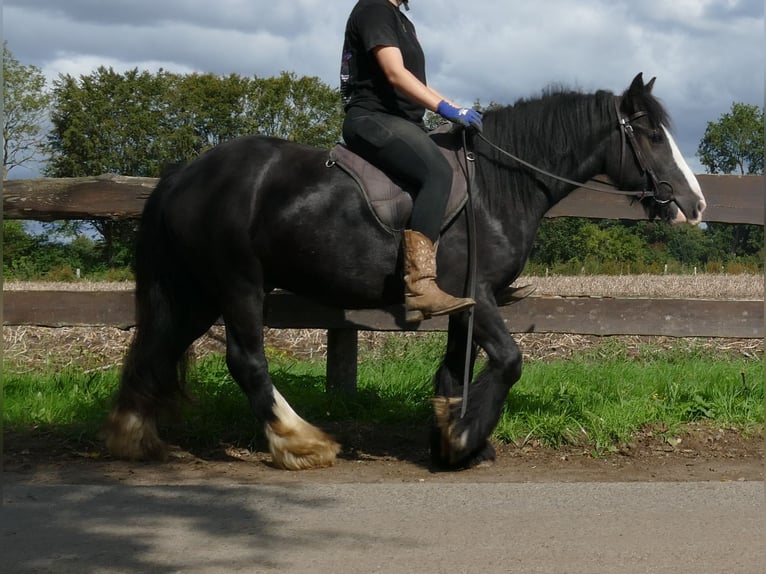 Tinker Wallach 3 Jahre 135 cm Rappe in Lathen
