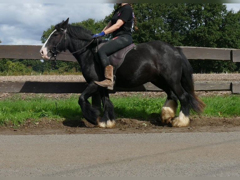 Tinker Wallach 3 Jahre 135 cm Rappe in Lathen