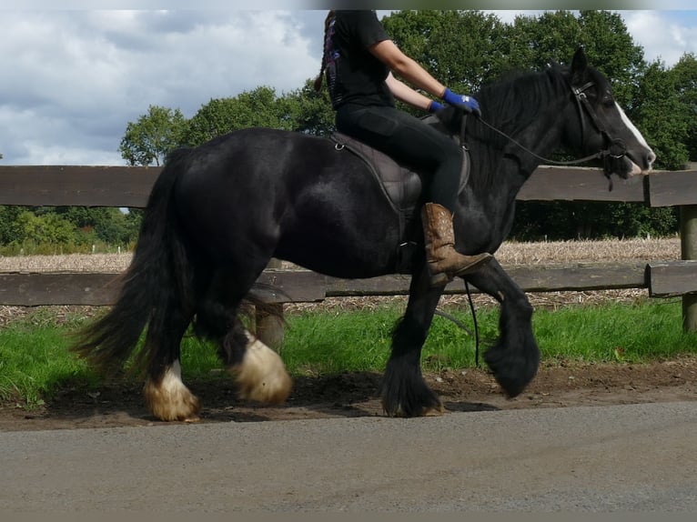 Tinker Wallach 3 Jahre 135 cm Rappe in Lathen