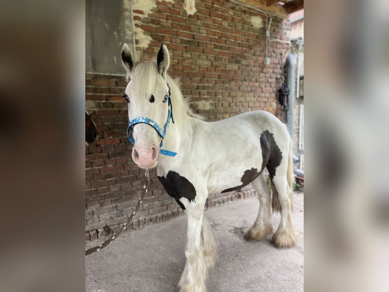 Tinker Wallach 3 Jahre 135 cm Schecke in Trebbin