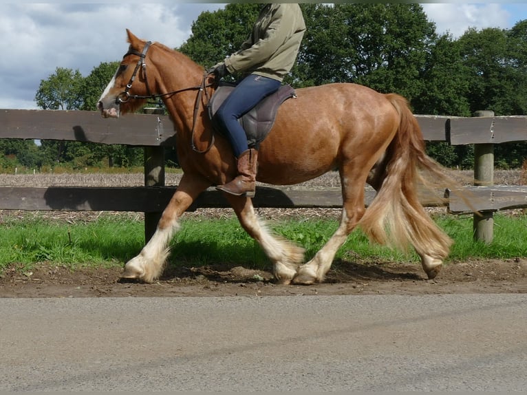 Tinker Wallach 3 Jahre 141 cm Fuchs in Lathen