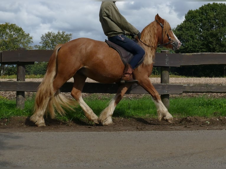 Tinker Wallach 3 Jahre 141 cm Fuchs in Lathen
