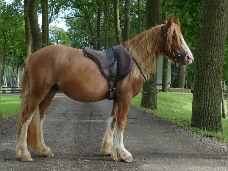 Tinker Wallach 3 Jahre 141 cm Fuchs in Lathen