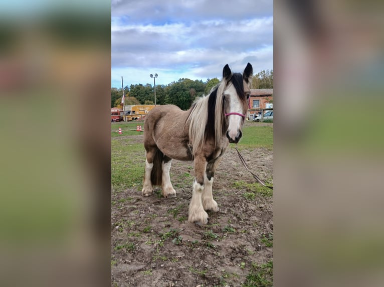 Tinker Wallach 3 Jahre 142 cm Buckskin in Wittstock Tinker Wallach 3 Jahre 142 cm Buckskin in Wittstock