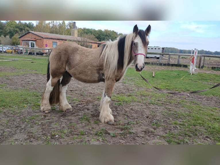 Tinker Wallach 3 Jahre 142 cm Buckskin in Wittstock Tinker Wallach 3 Jahre 142 cm Buckskin in Wittstock