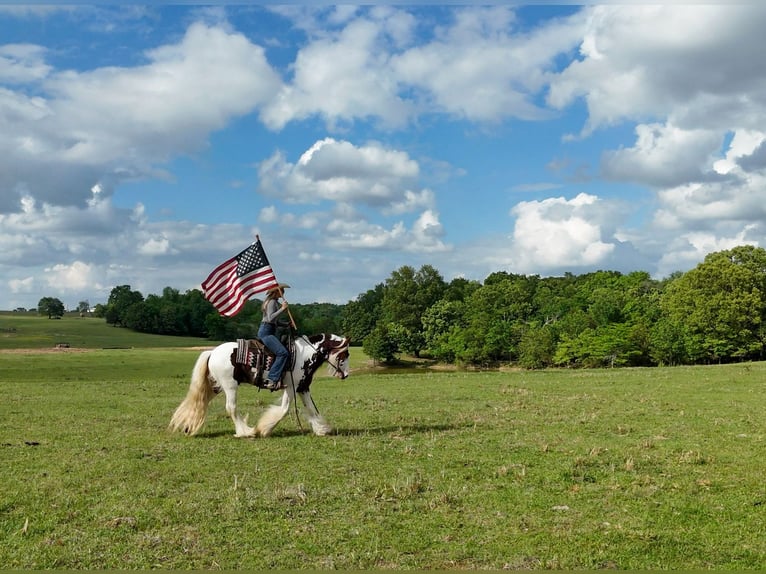 Tinker Wallach 3 Jahre 142 cm Tobiano-alle-Farben in Quitman, AR