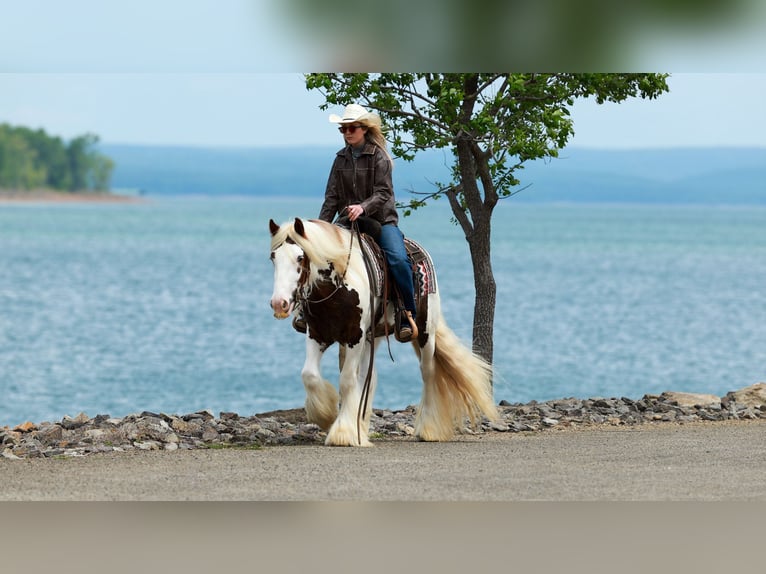 Tinker Wallach 3 Jahre 142 cm Tobiano-alle-Farben in Quitman, AR