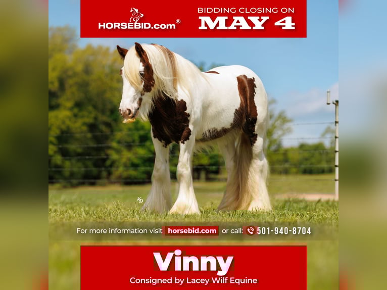 Tinker Wallach 3 Jahre 142 cm Tobiano-alle-Farben in Quitman, AR