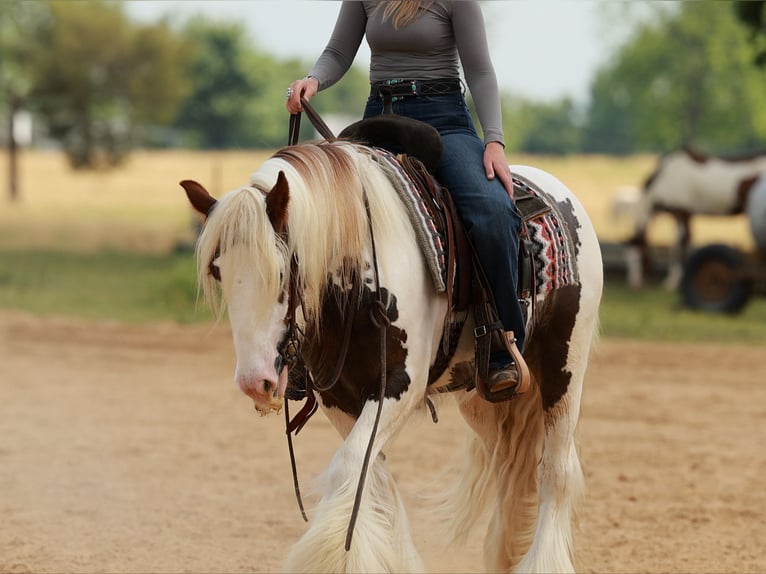 Tinker Wallach 3 Jahre 142 cm Tobiano-alle-Farben in Quitman, AR