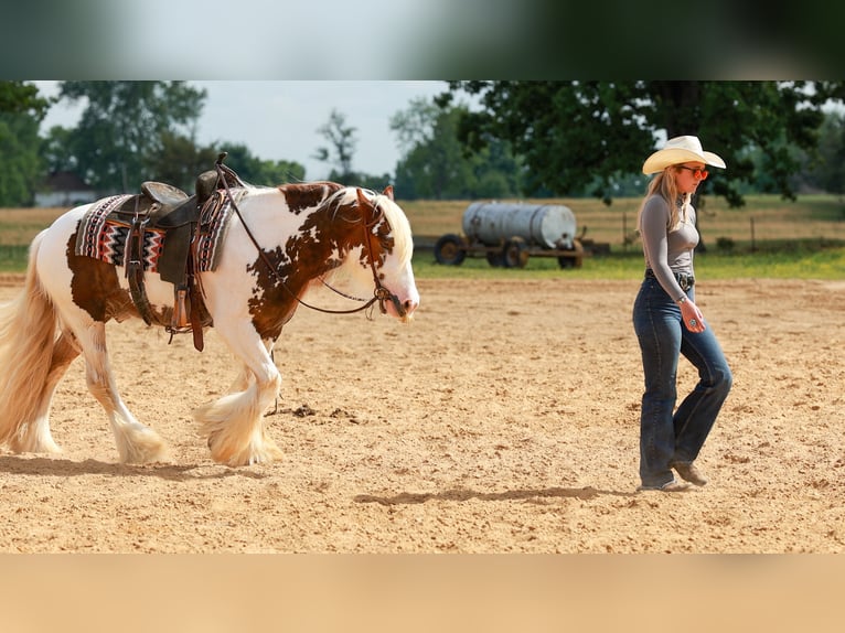 Tinker Wallach 3 Jahre 142 cm Tobiano-alle-Farben in Quitman, AR
