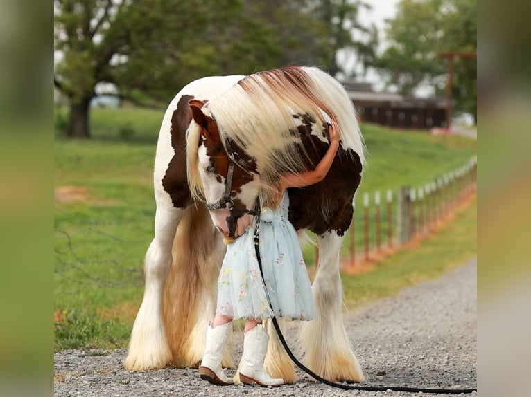 Tinker Wallach 3 Jahre 142 cm Tobiano-alle-Farben in Quitman, AR