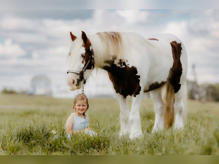 Tinker Wallach 3 Jahre 142 cm Tobiano-alle-Farben in Quitman, AR