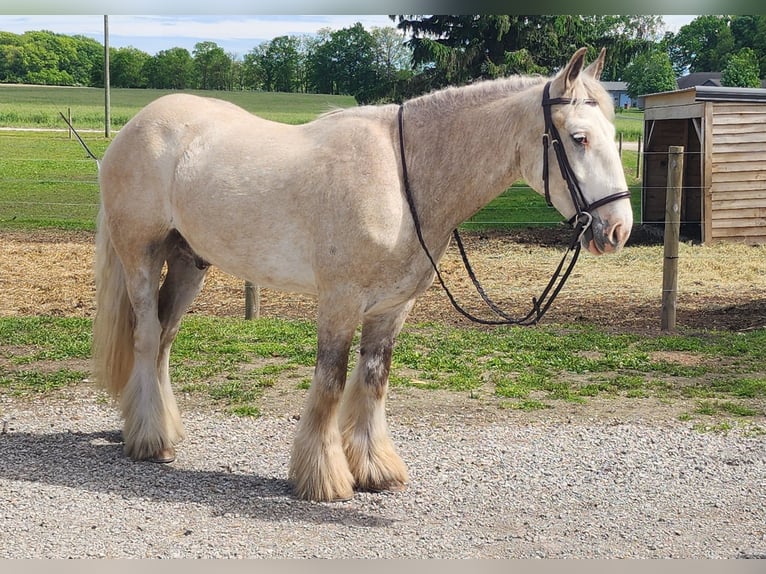 Tinker Wallach 3 Jahre 145 cm Palomino in Mount Vernon