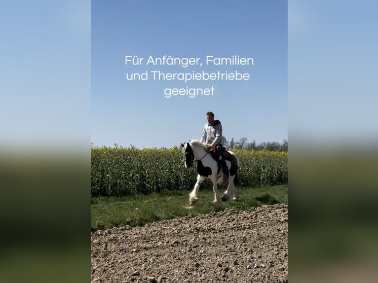 Tinker Wallach 3 Jahre 145 cm Schecke in Achstetten