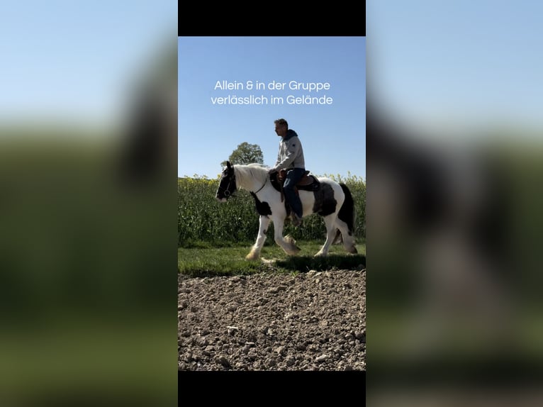 Tinker Wallach 3 Jahre 145 cm Schecke in Achstetten
