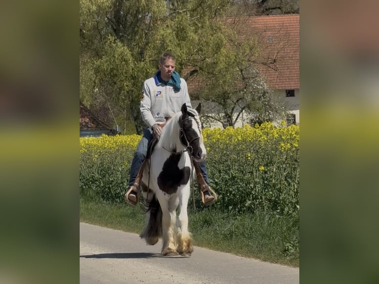 Tinker Wallach 3 Jahre 145 cm Schecke in Achstetten