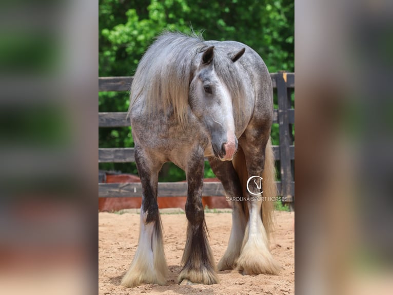 Tinker Wallach 3 Jahre 150 cm Schimmel in Clover, SC