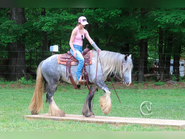 Tinker Wallach 3 Jahre 150 cm Schimmel in Clover, SC