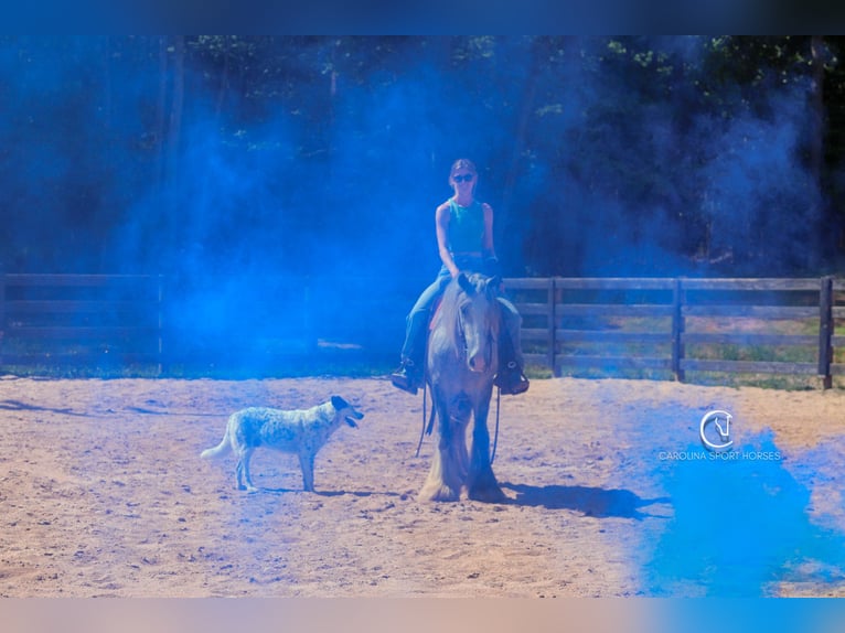 Tinker Wallach 3 Jahre 150 cm Schimmel in Clover, SC