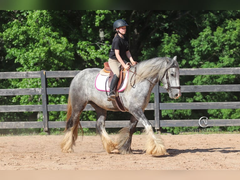 Tinker Wallach 3 Jahre 150 cm Schimmel in Clover, SC