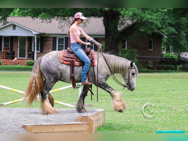 Tinker Wallach 3 Jahre 150 cm Schimmel in Clover, SC