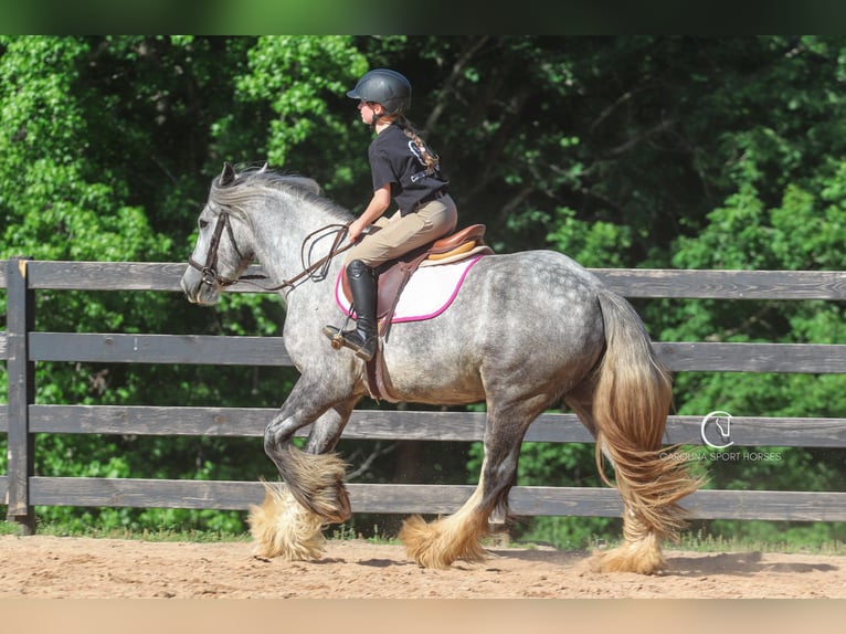 Tinker Wallach 3 Jahre 150 cm Schimmel in Clover, SC