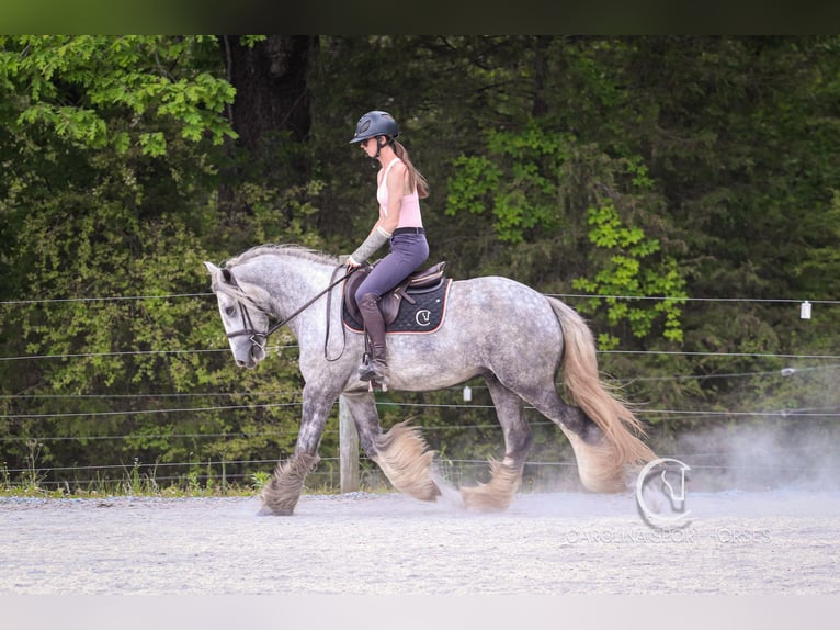 Tinker Wallach 3 Jahre 150 cm Schimmel in Clover, SC