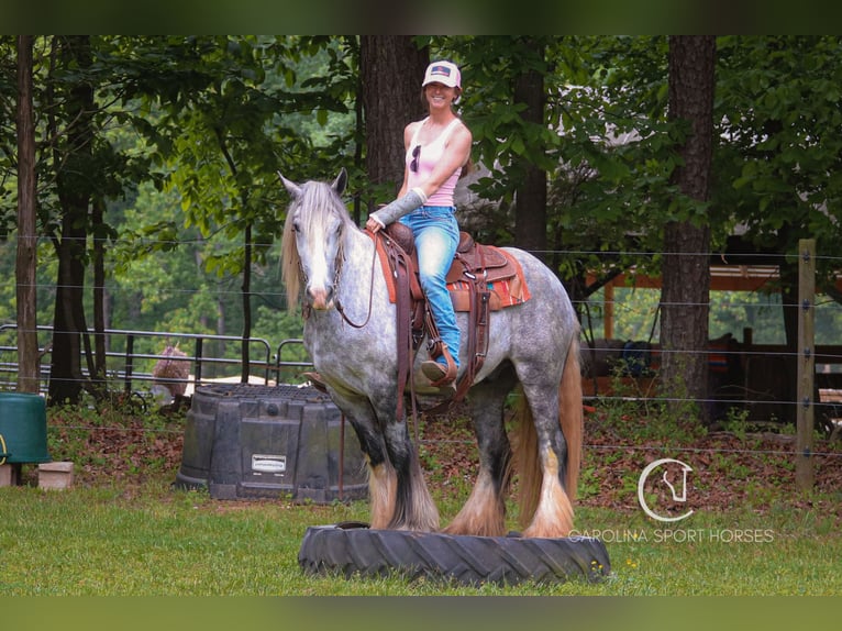 Tinker Wallach 3 Jahre 150 cm Schimmel in Clover, SC
