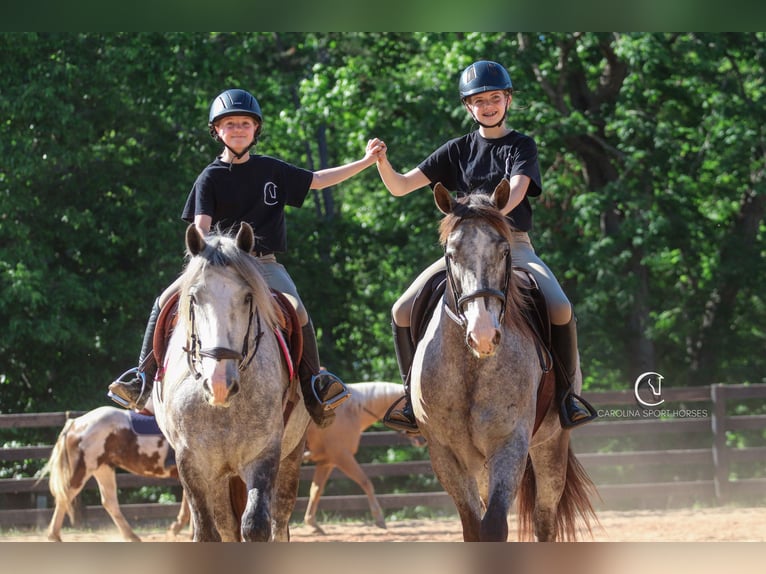 Tinker Wallach 3 Jahre 150 cm Schimmel in Clover, SC