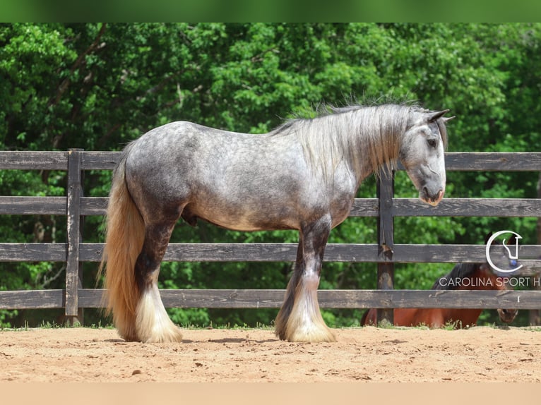Tinker Wallach 3 Jahre 150 cm Schimmel in Clover, SC