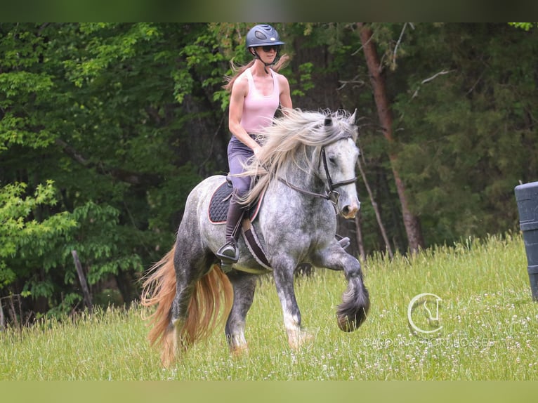 Tinker Wallach 3 Jahre 150 cm Schimmel in Clover, SC