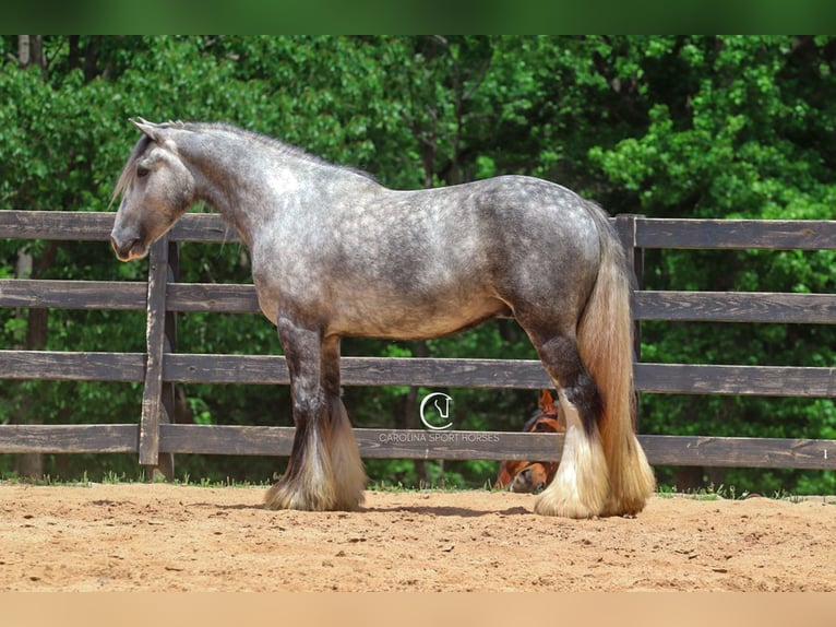 Tinker Wallach 3 Jahre 150 cm Schimmel in Clover, SC