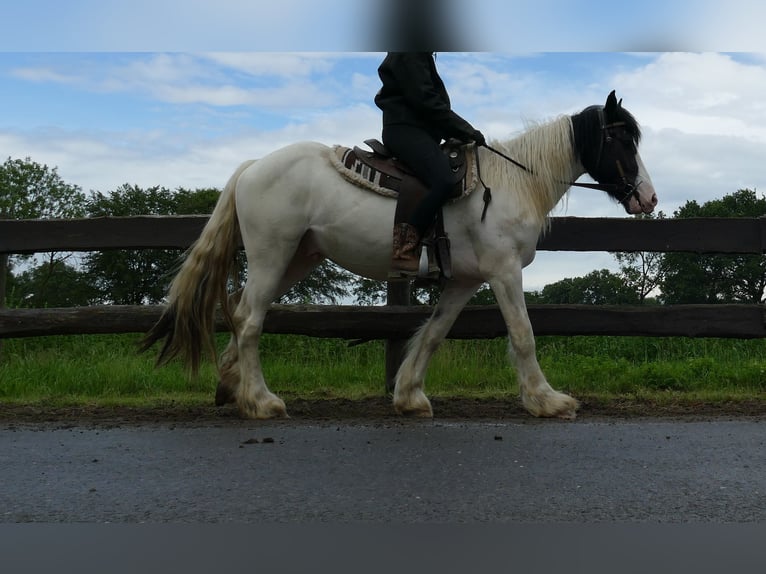 Tinker Wallach 3 Jahre 151 cm Schecke in Lathen
