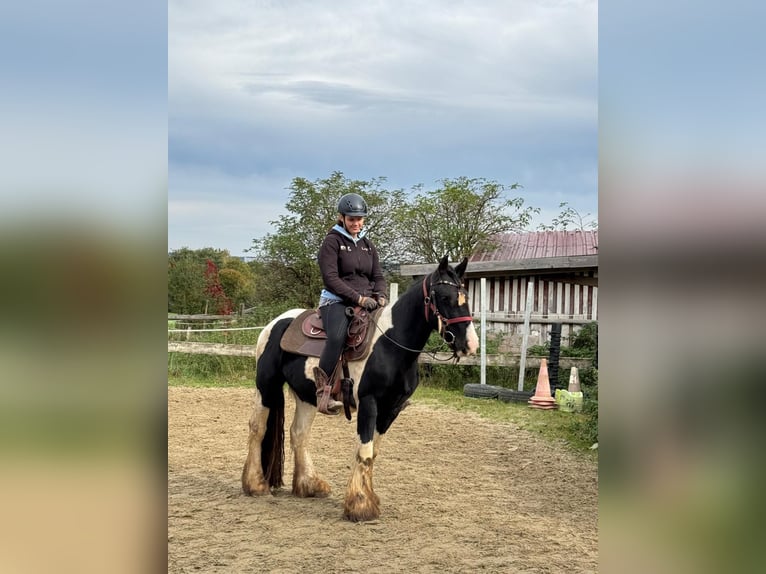 Tinker Wallach 3 Jahre 154 cm Tobiano-alle-Farben in Kammlach