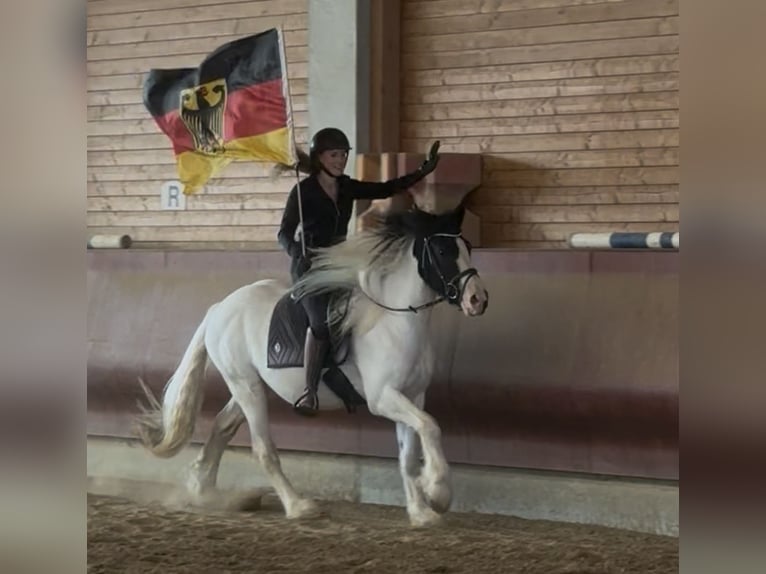 Tinker Mix Wallach 3 Jahre 155 cm Schecke in Achstetten