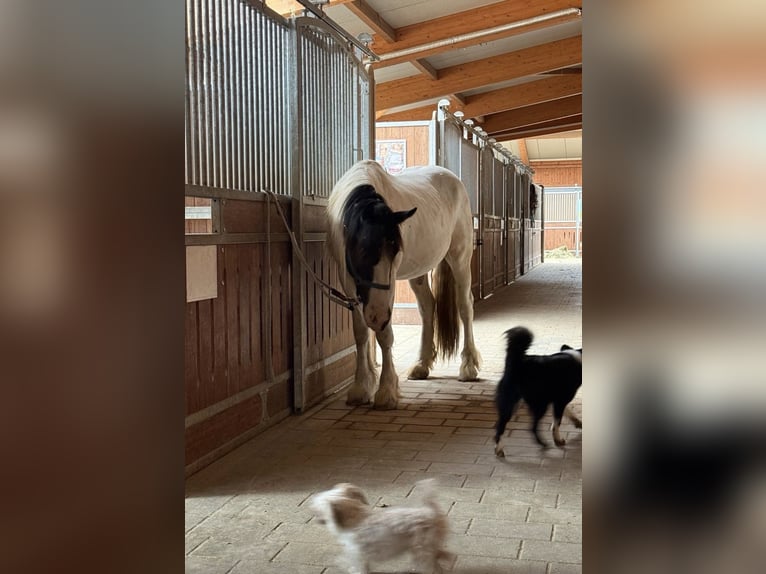 Tinker Mix Wallach 3 Jahre 155 cm Schecke in Achstetten