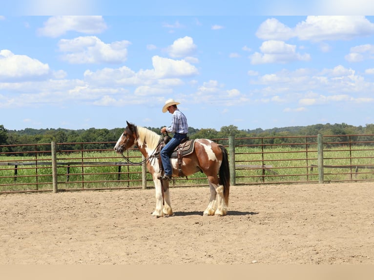 Tinker Mix Wallach 3 Jahre 160 cm Schecke in Auburn