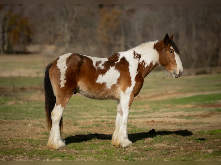 Tinker Mix Wallach 3 Jahre 160 cm Schecke in Auburn