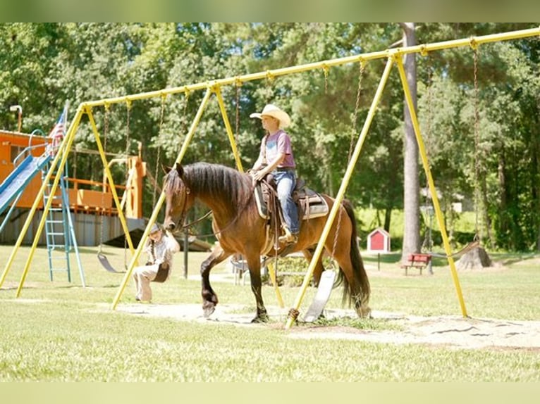Tinker Mix Wallach 3 Jahre Rotbrauner in Bloomburg
