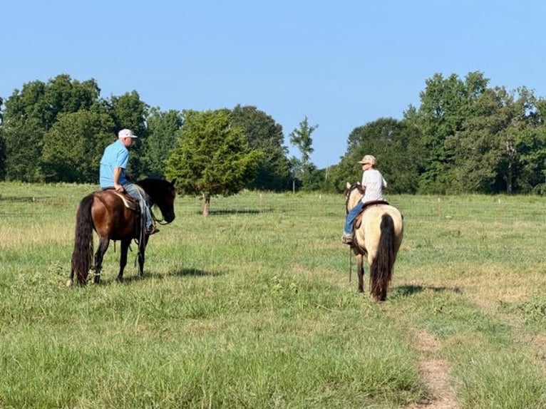 Tinker Mix Wallach 3 Jahre Rotbrauner in Bloomburg