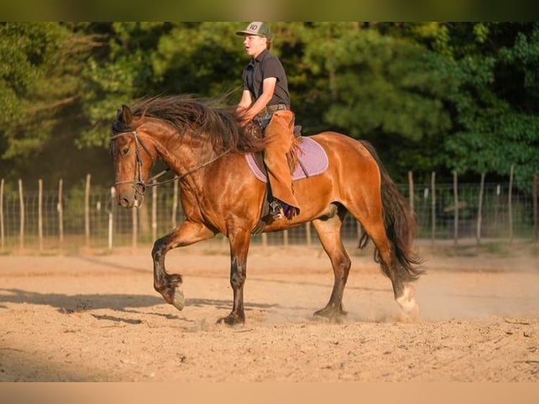 Tinker Mix Wallach 3 Jahre Rotbrauner in Bloomburg