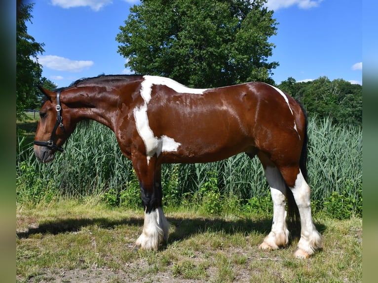 Tinker Mix Wallach 3 Jahre Schecke in Allentown