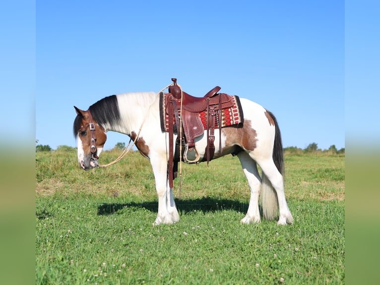 Tinker Mix Wallach 3 Jahre Schecke in Waterloo